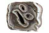 Fossil Woolly Rhino (Coelodonta) Tooth - Siberia #370957-2